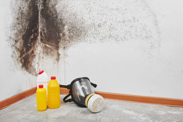 Copperton, UT Mold Removal Company