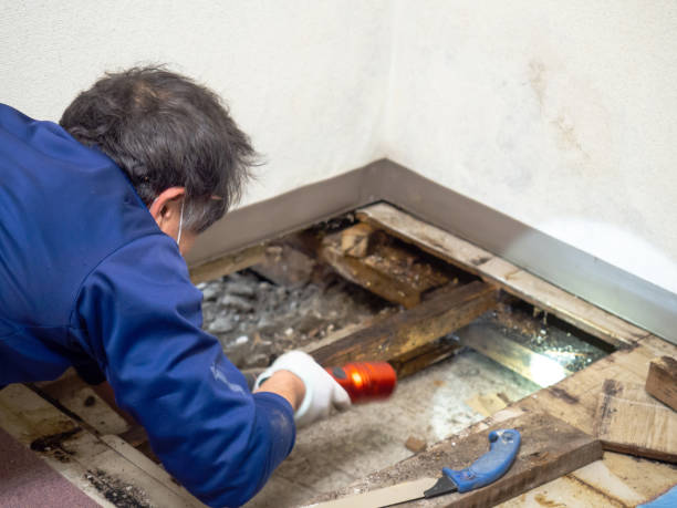 Best Mold Testing  in Copperton, UT