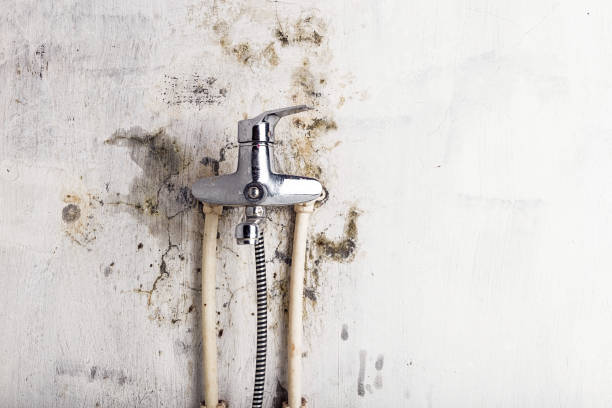 Best Affordable Mold Removal  in Copperton, UT
