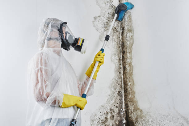Best Mold Removal Company Near Me  in Copperton, UT