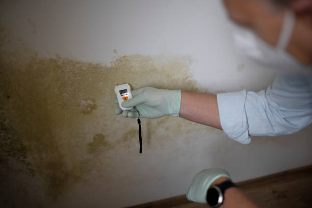 Best Home Mold Removal  in Copperton, UT