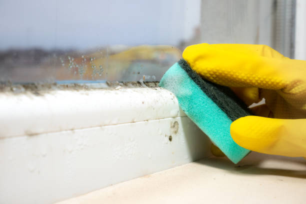 Best Mold Testing  in Copperton, UT