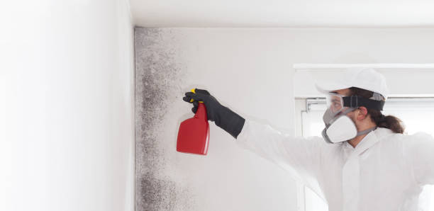 Best Best Mold Removal Companies  in Copperton, UT