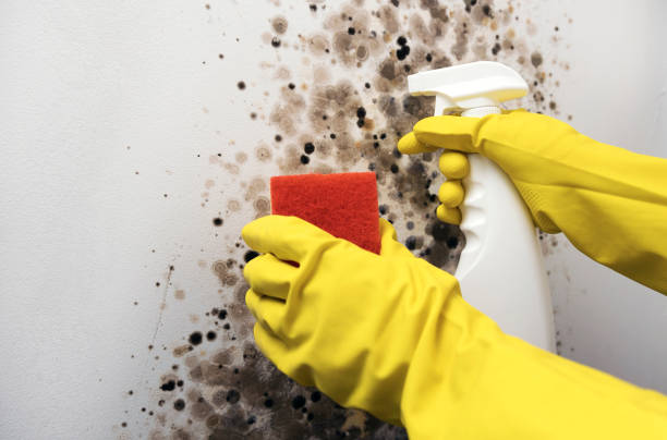 Best Commercial Mold Removal  in Copperton, UT