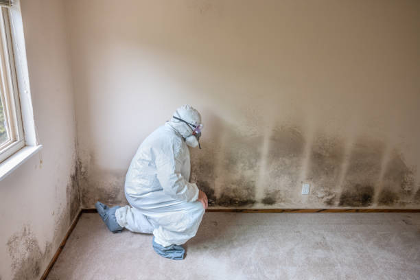 Best Fast Mold Removal  in Copperton, UT