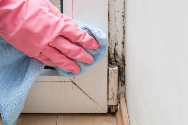 Best Office Mold Removal Services  in Copperton, UT