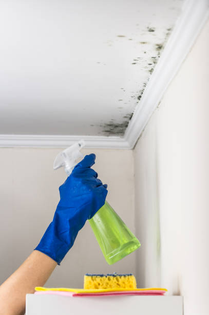 Mold Removal and Inspection in Copperton, UT