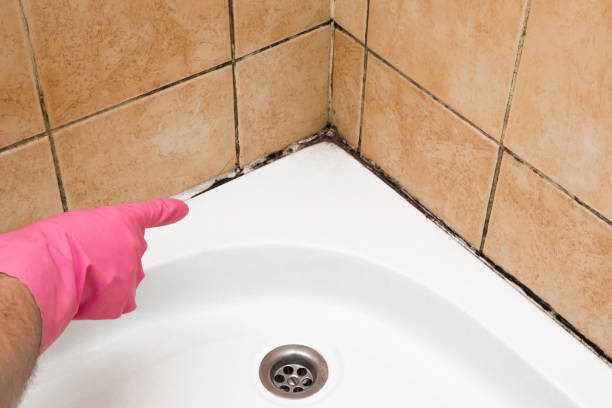 Best Mold Remediation  in Copperton, UT