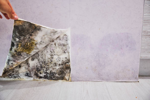 Office Mold Removal Services in Copperton, UT